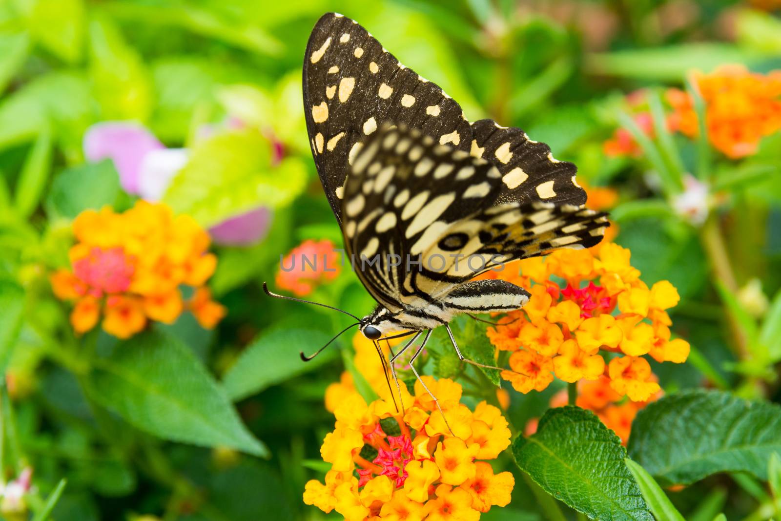 Lime butterfly (Papilio Demoleus Malayanus) on flower in Chiang Mai, Thailand