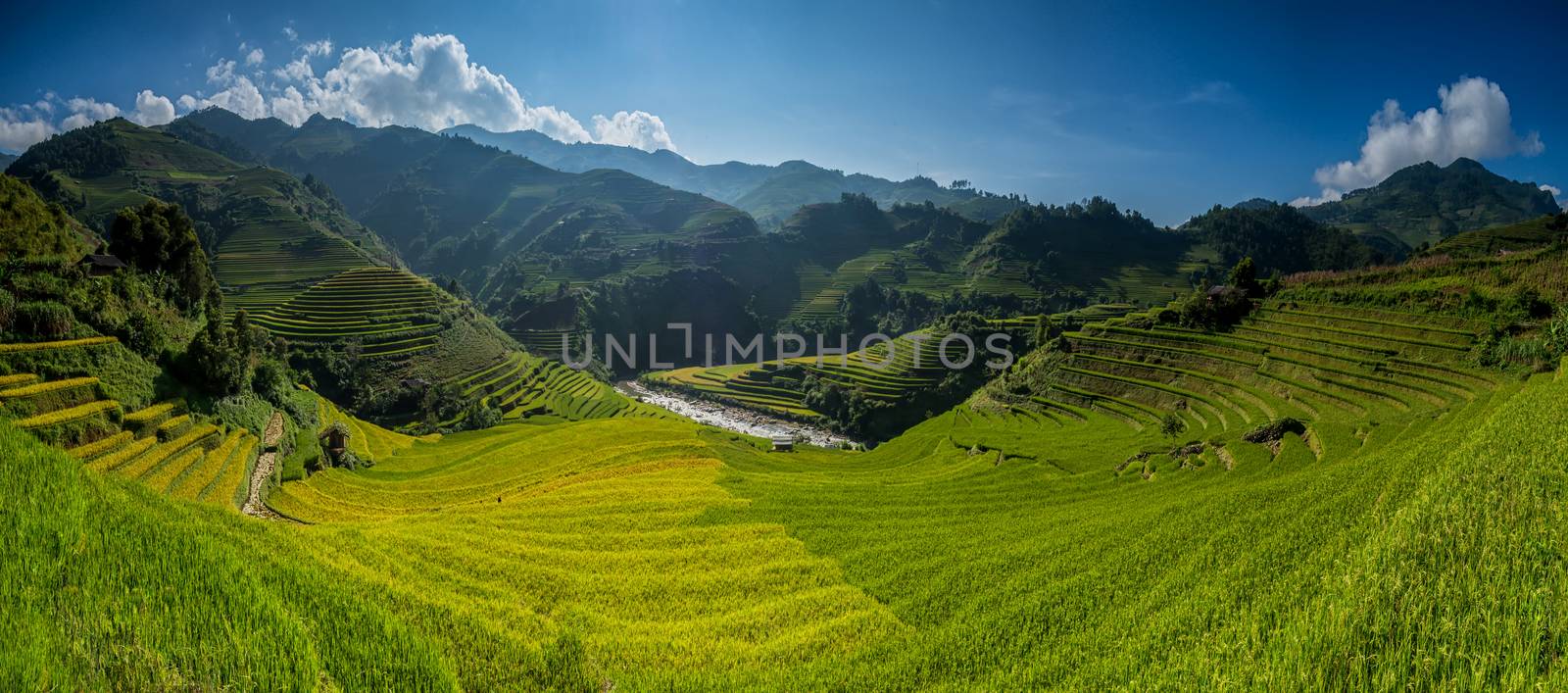 Rice fields on terrace in rainy season at MuCangChai, Yen Bai, Vietnam. Rice fields prepare for transplant at Northwest Vietnam