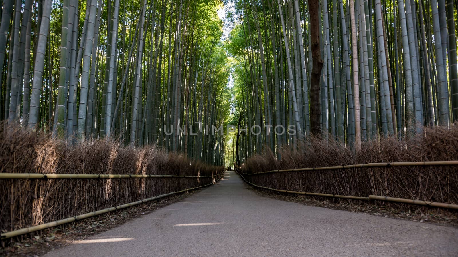 Path to bamboo forest, Arashiyama, Kyoto, Japan 