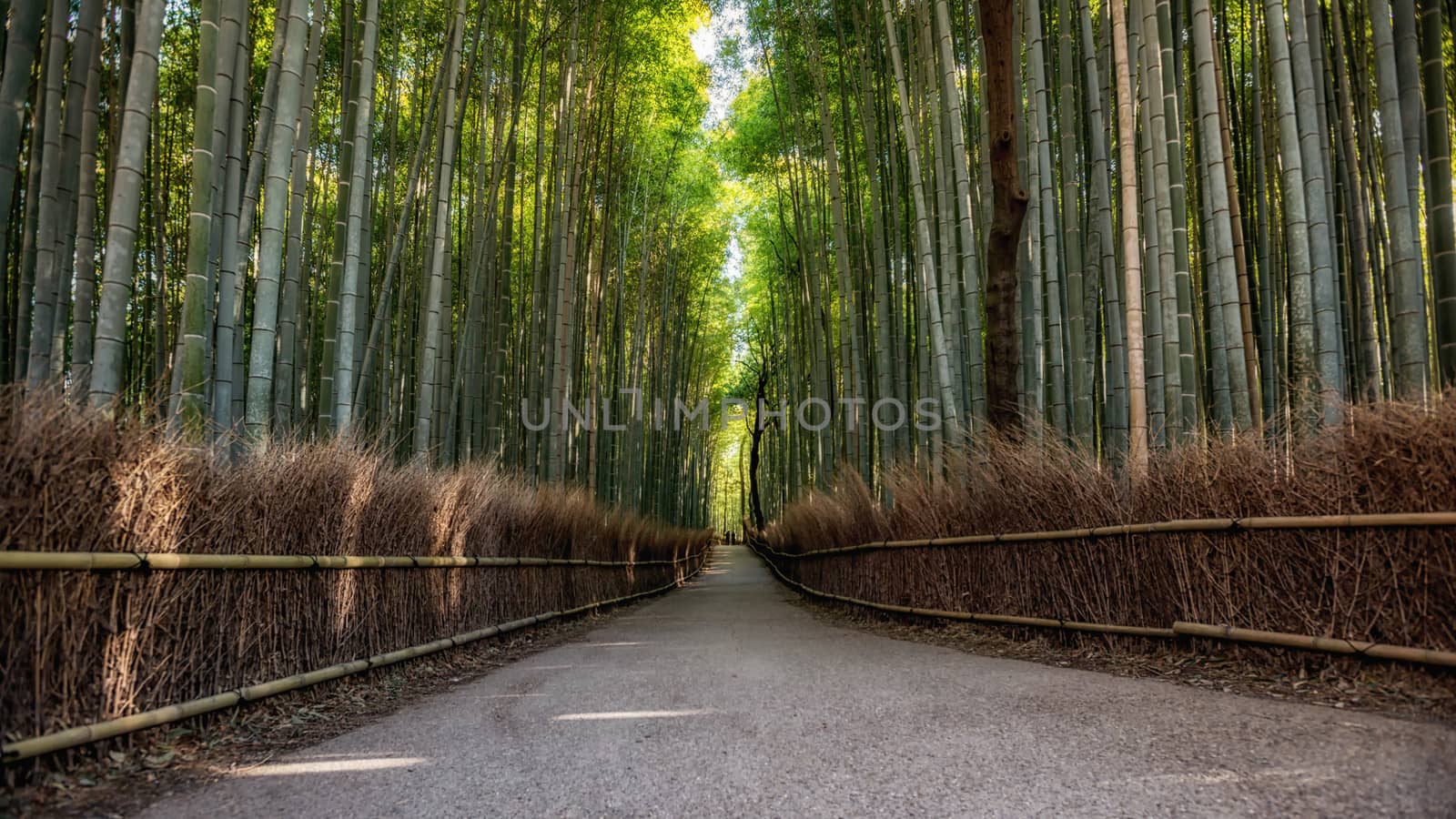 Path to bamboo forest, Arashiyama, Kyoto, Japan  by chanwity