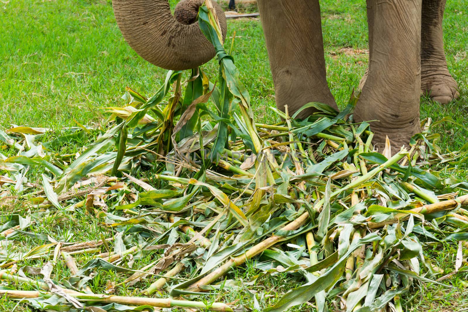 Elephant in protected nature park near Chiang Mai, Thailand