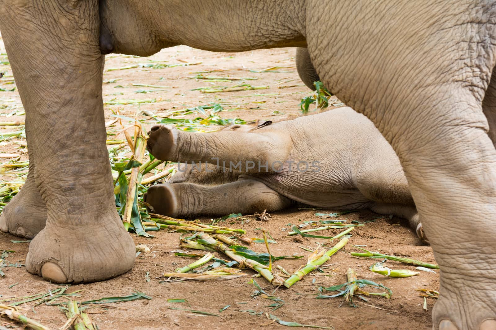 Elephant in protected nature park near Chiang Mai, Thailand