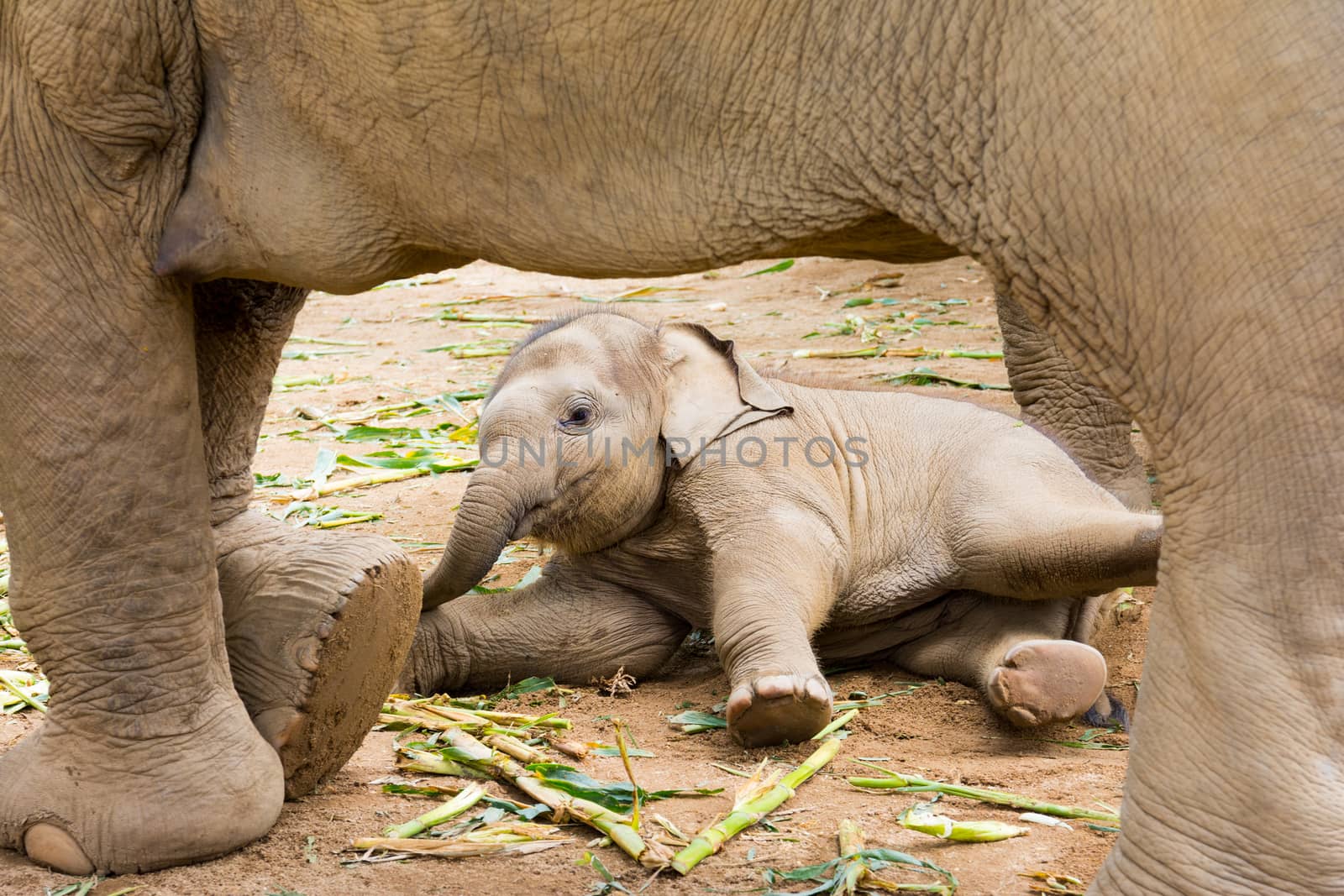 Elephant in protected nature park near Chiang Mai, Thailand