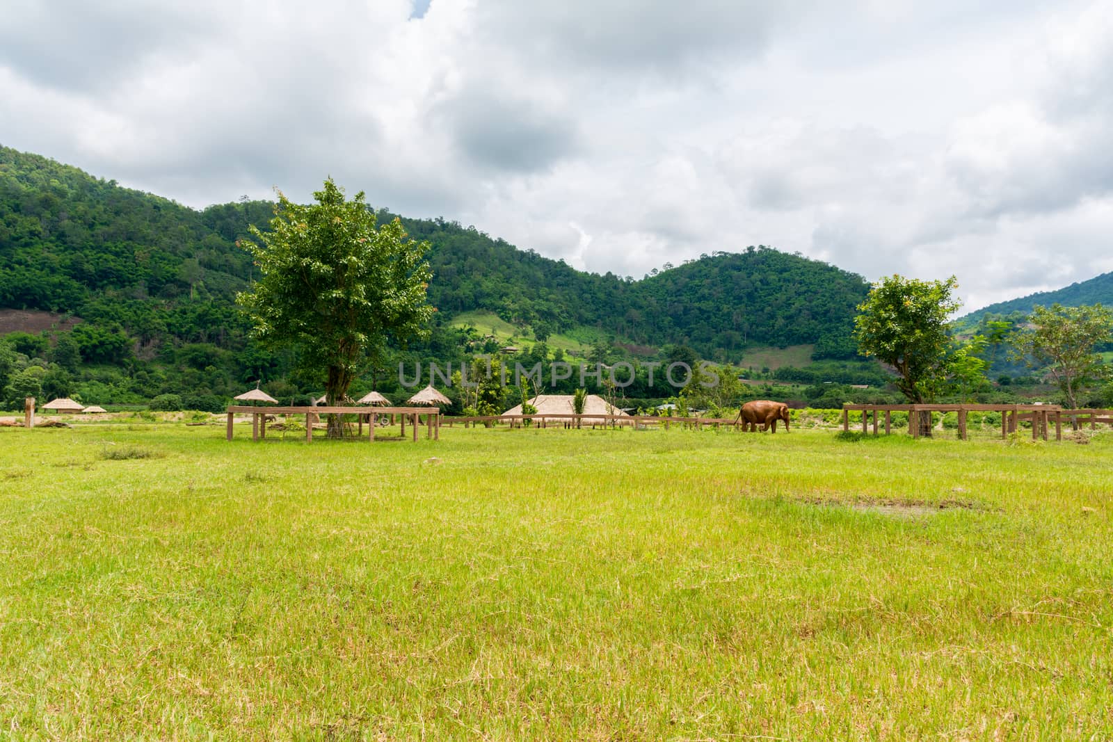 Elephant in protected nature park near Chiang Mai, Thailand