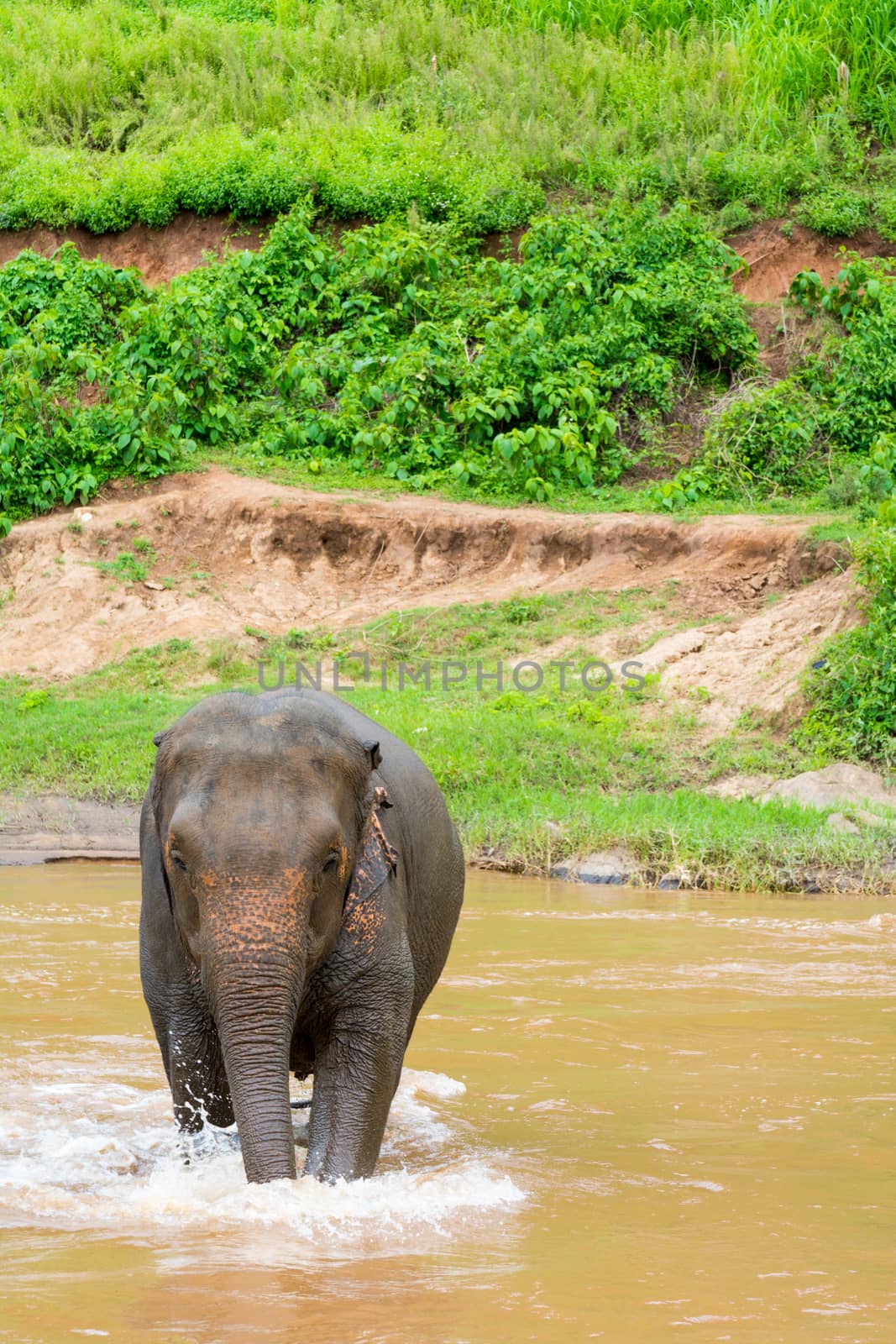 Elephant in protected nature park near Chiang Mai, Thailand