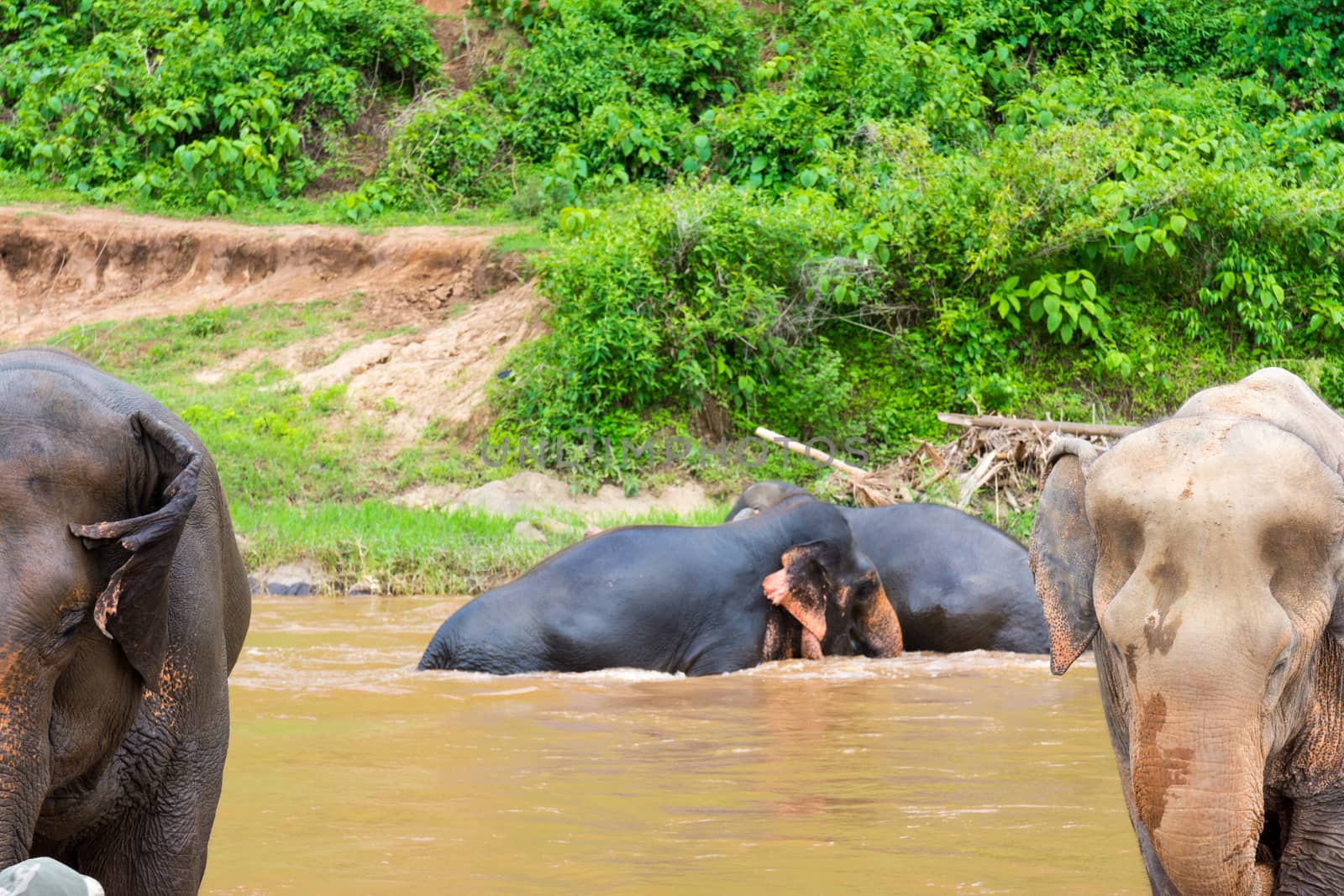 Elephant in protected nature park near Chiang Mai, Thailand