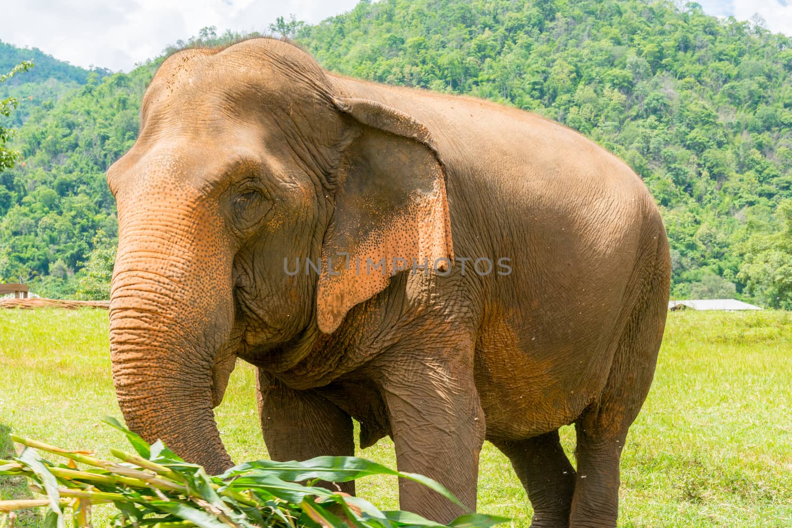 Elephant in protected nature park by nicousnake