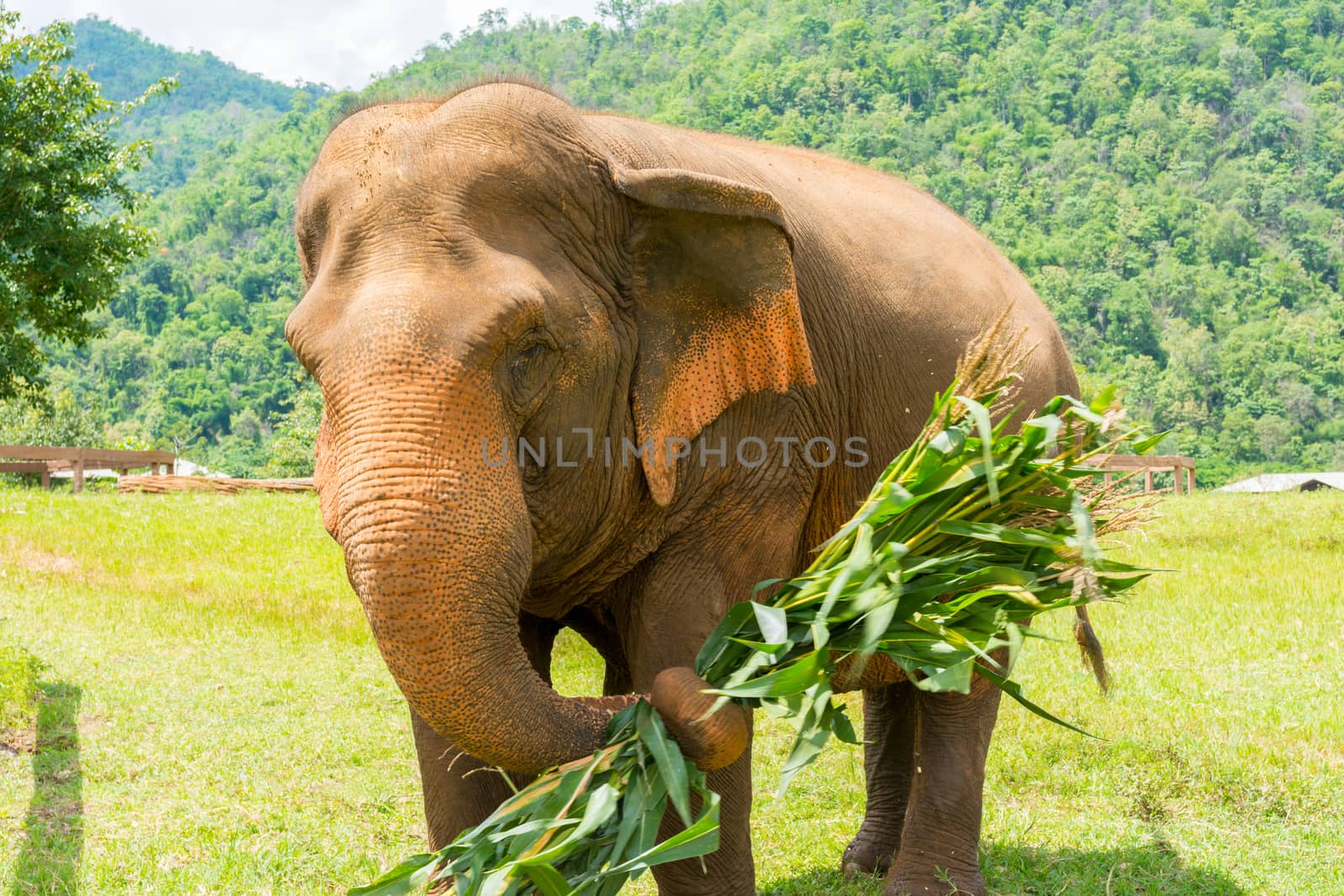 Elephant in protected nature park by nicousnake