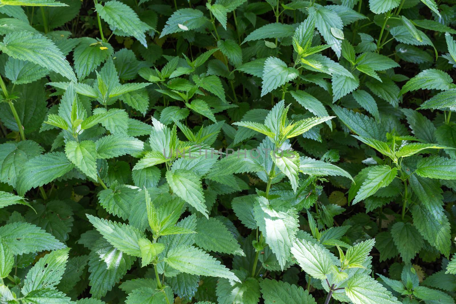 Fresh nettle in the nature by YassminPhoto