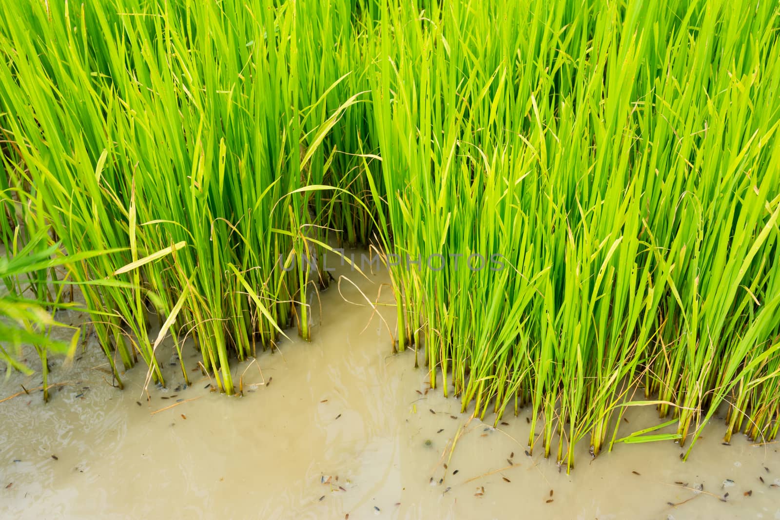 Rice plant in rice field near Chiang Mai, Thailand