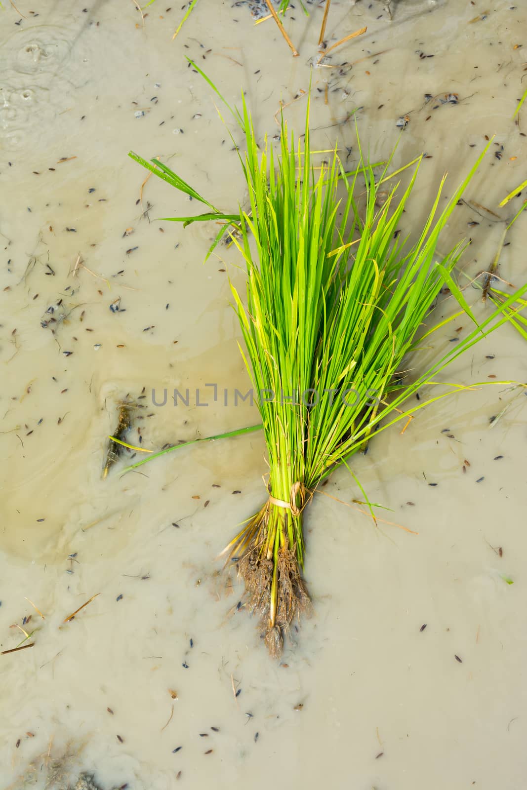 Rice plant in rice field by nicousnake