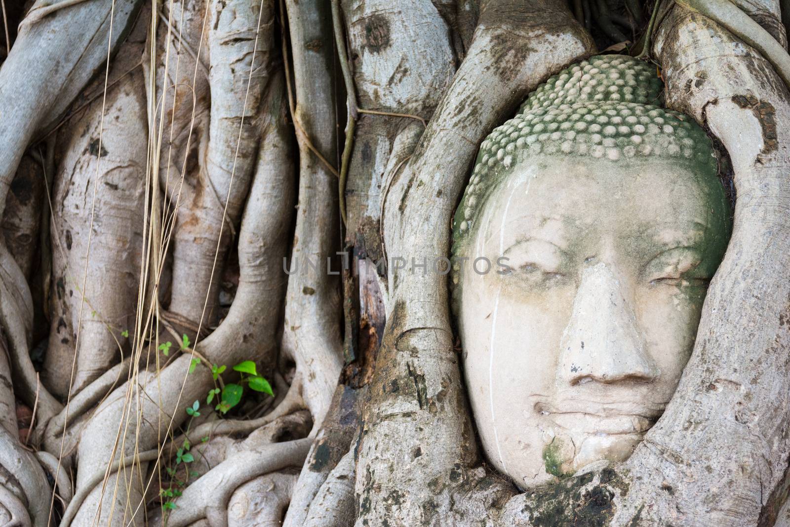 Head of sandstone Buddha by nicousnake