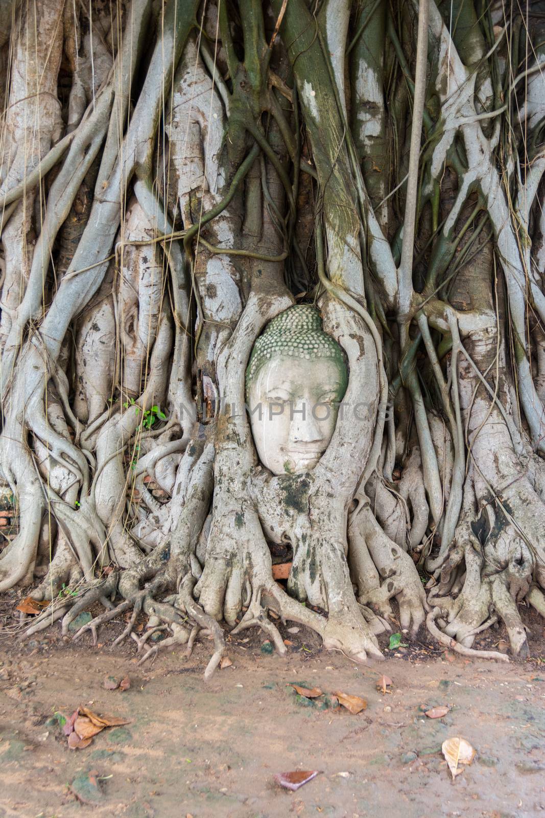 Head of sandstone Buddha in the tree roots. Wat Phra Mahathat, Ayutthaya, Thailand