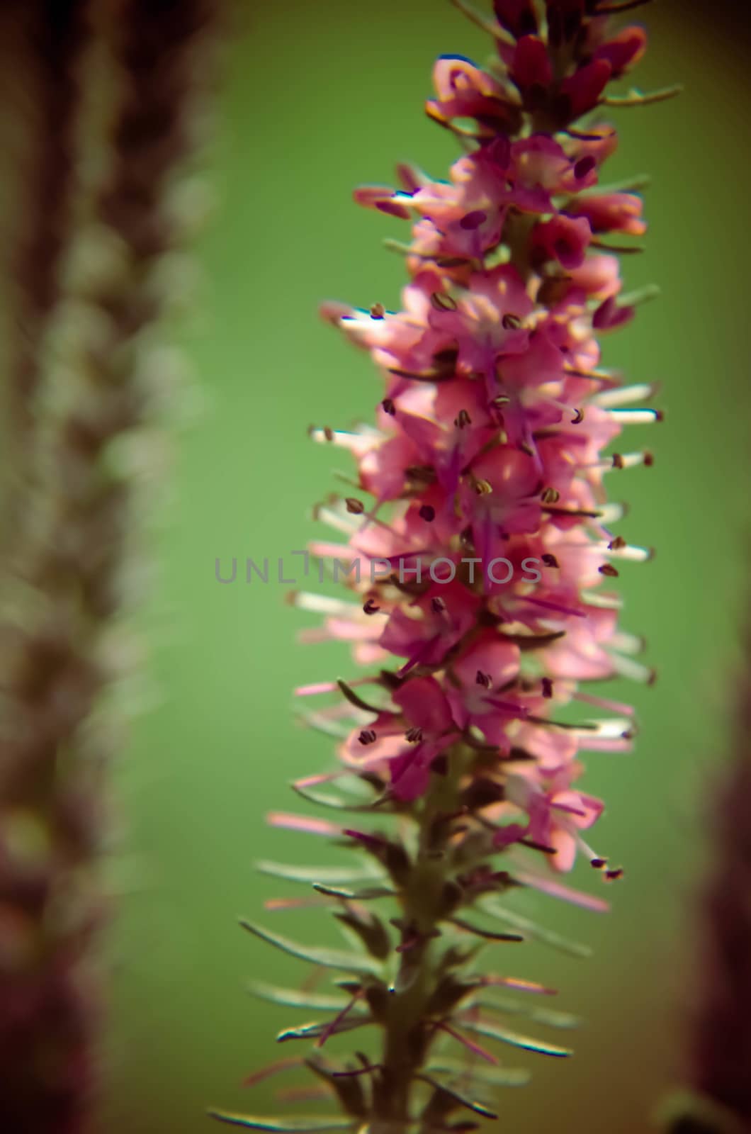 Common heather calluna vulgaris . Small honey forest plant and ornamental garden . by kimbo-bo