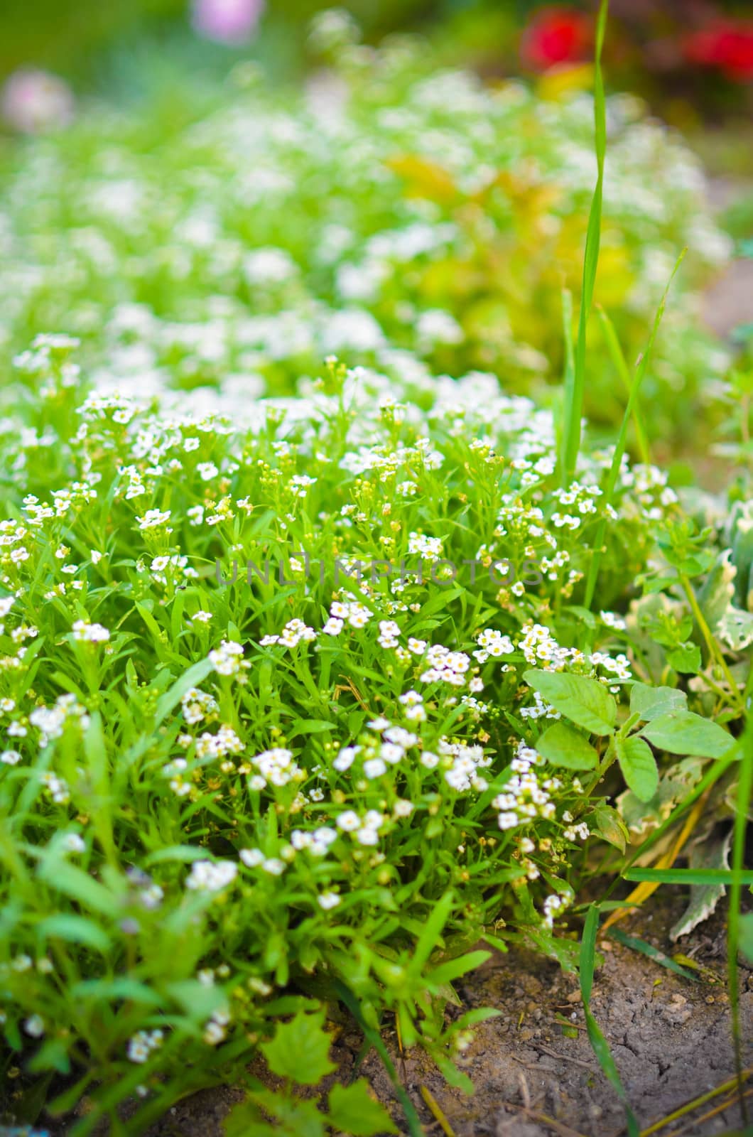 Nature background with little white flowers and sun beams