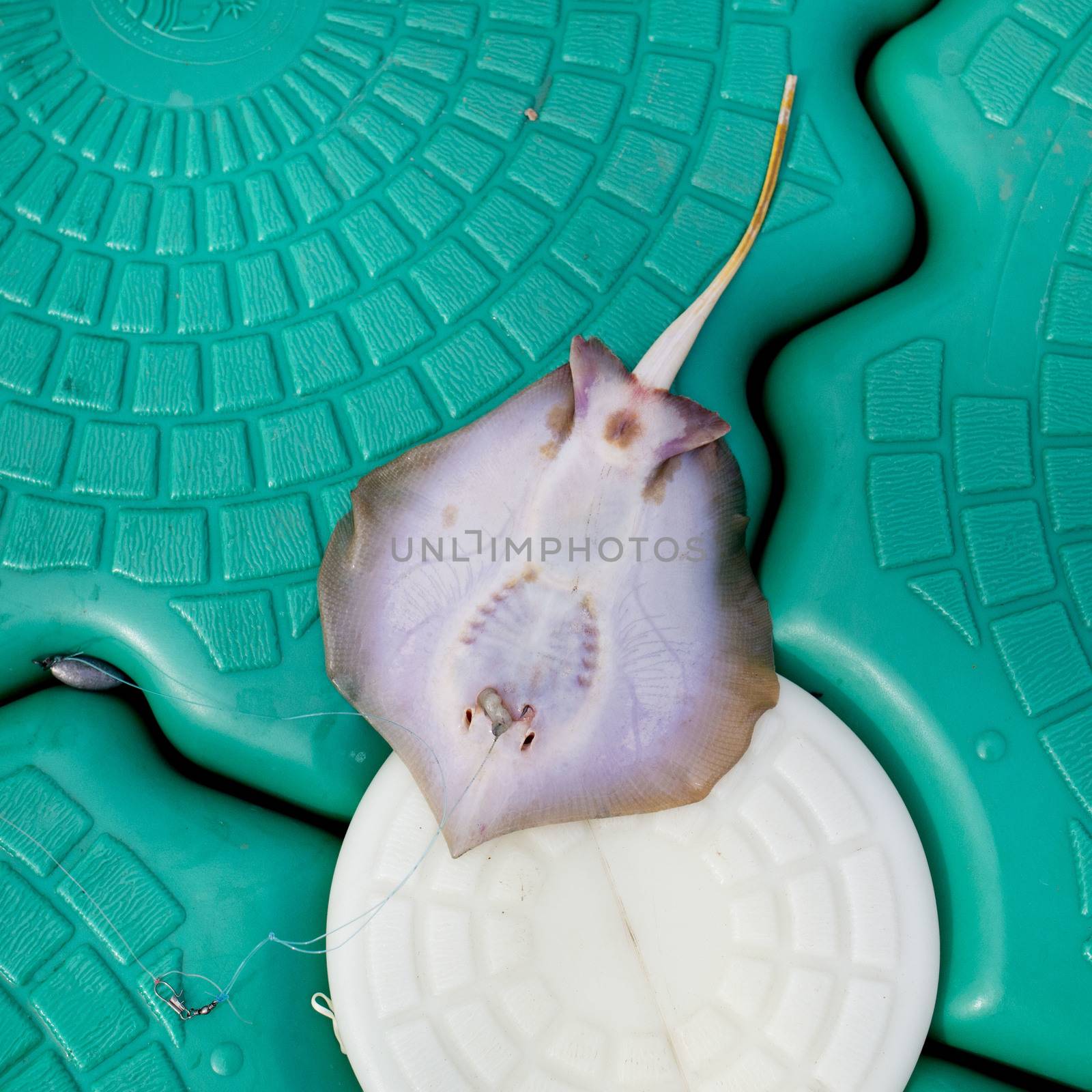 Dead Stingray Fish on the Pontoon by art9858