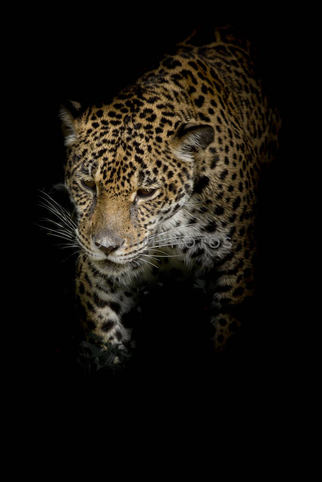 Leopard by art9858