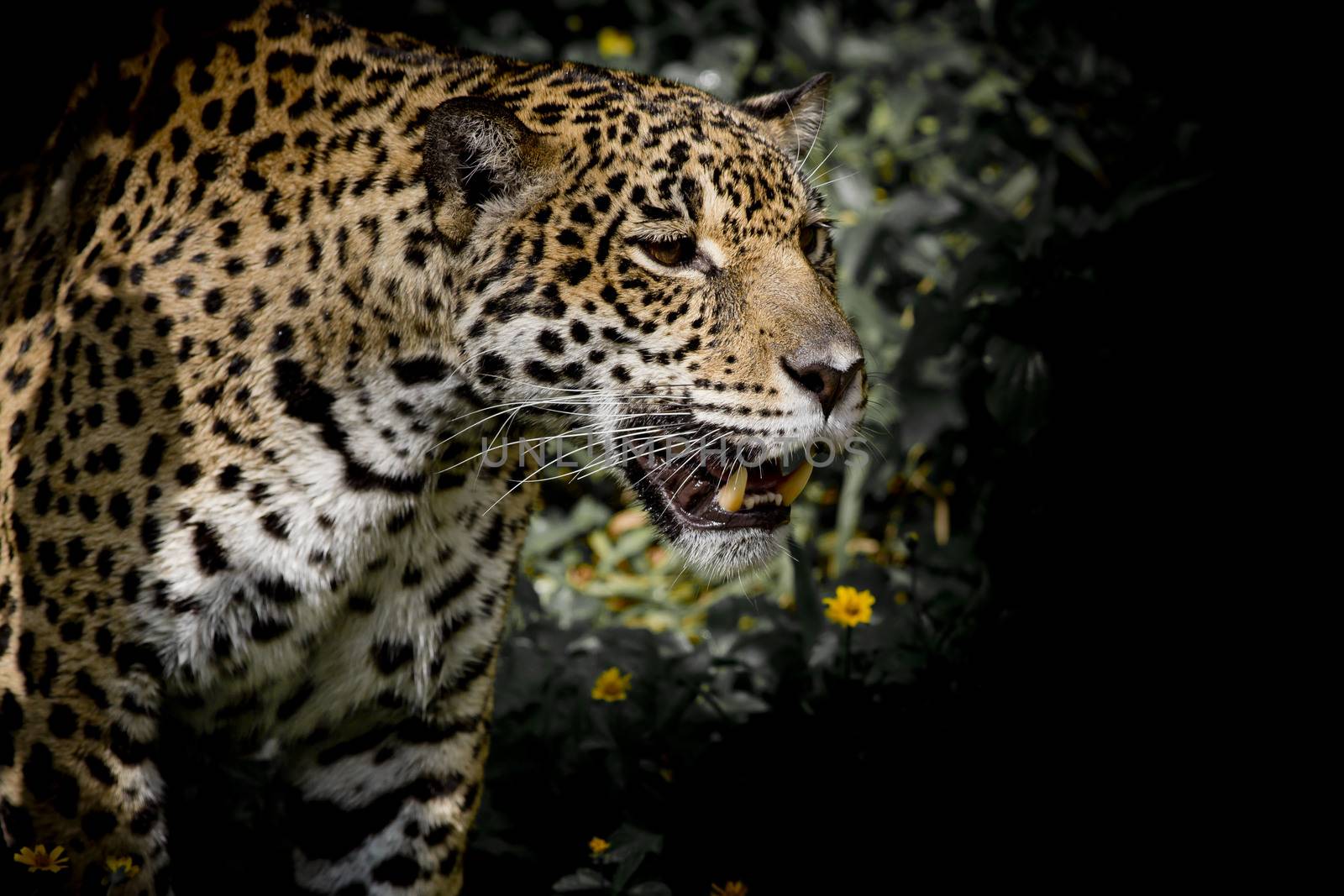 Leopard by art9858