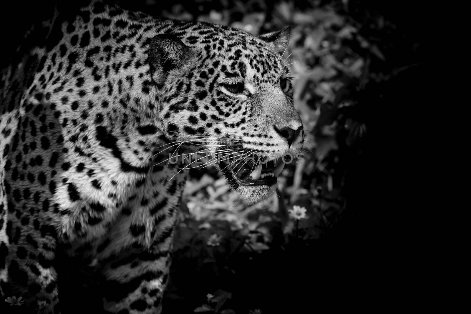 Leopard black and white by art9858