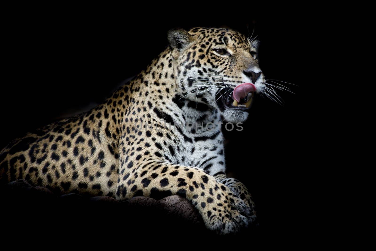 Leopard by art9858