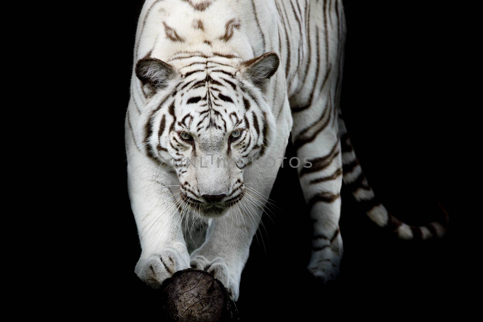 black and white tiger