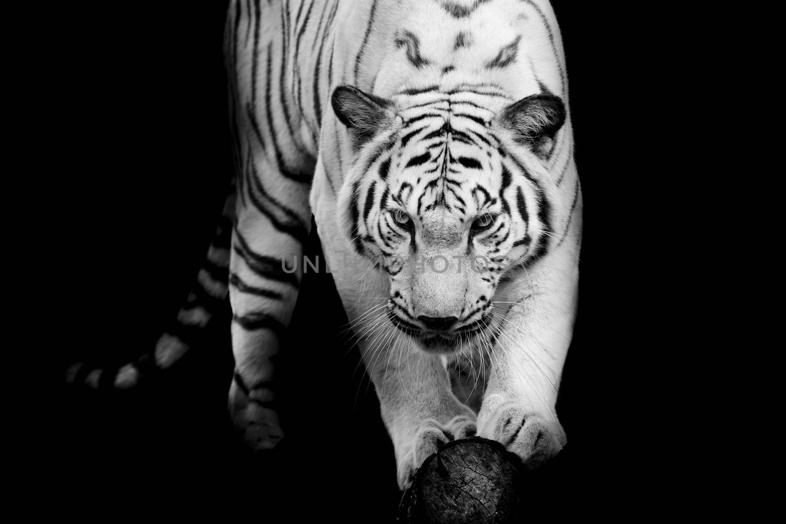 black and white tiger by art9858