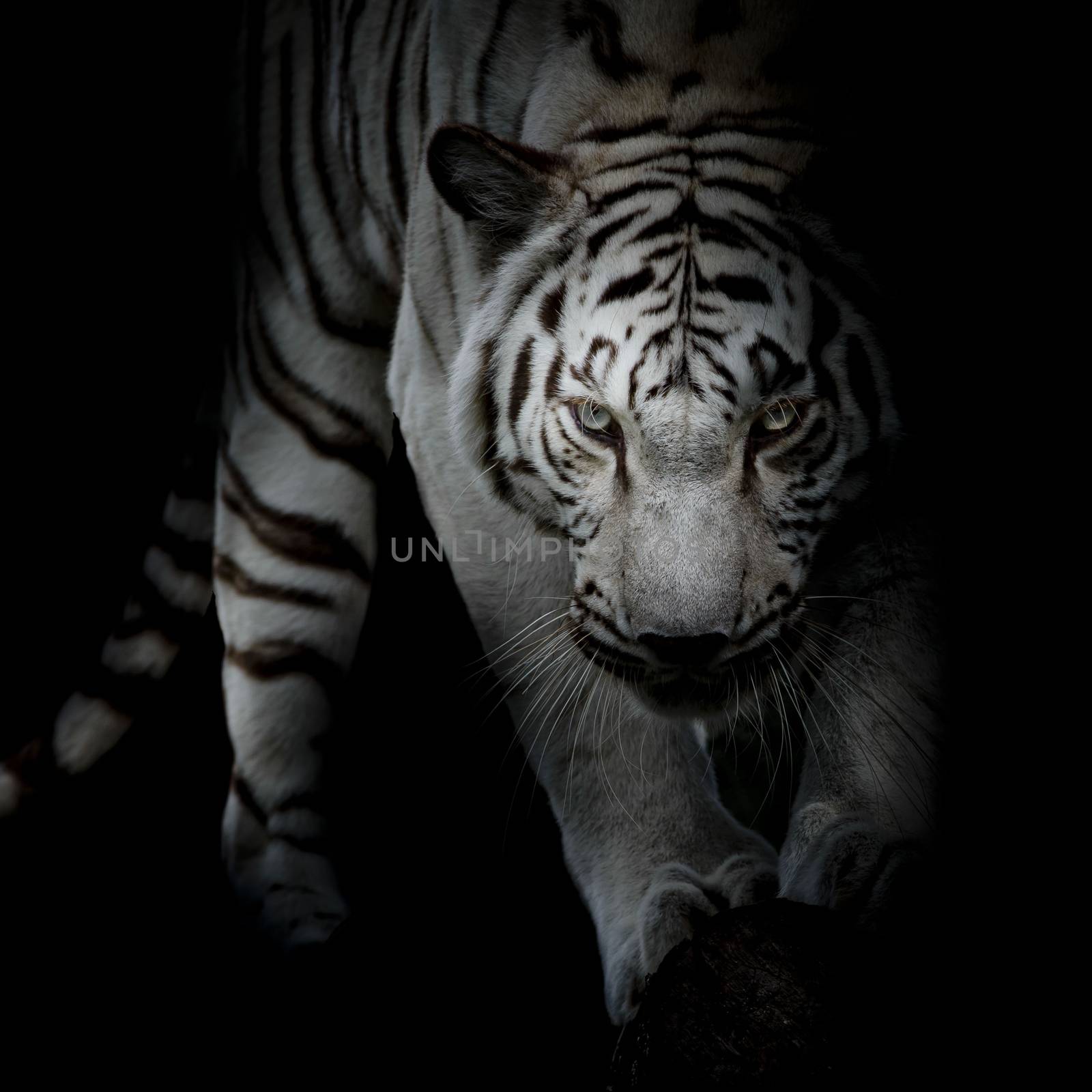 black and white tiger by art9858