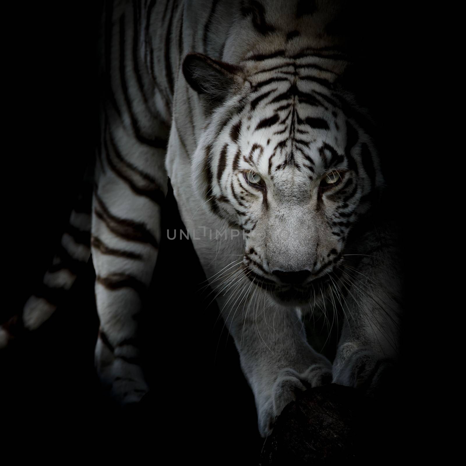 black and white tiger