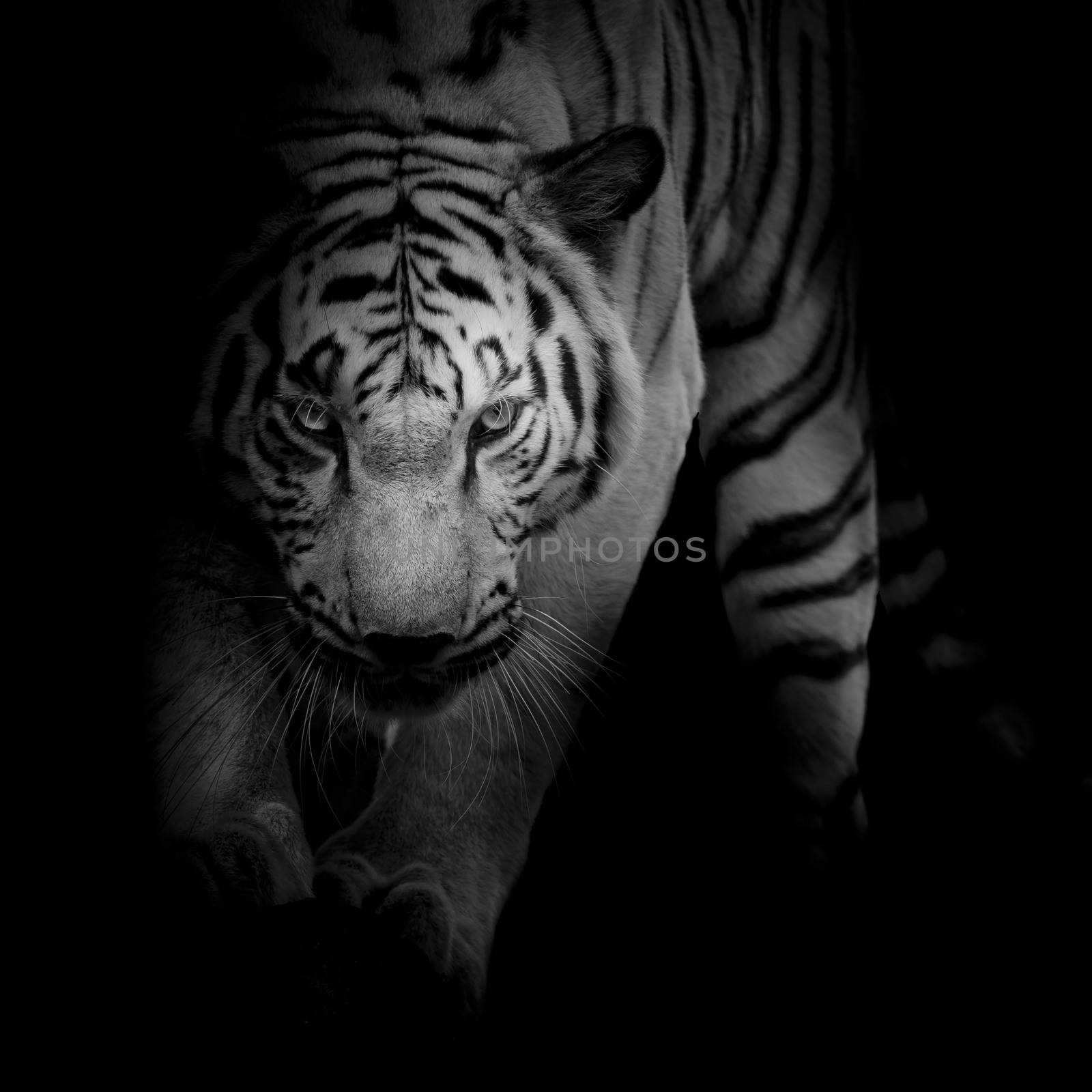 black and white tiger by art9858