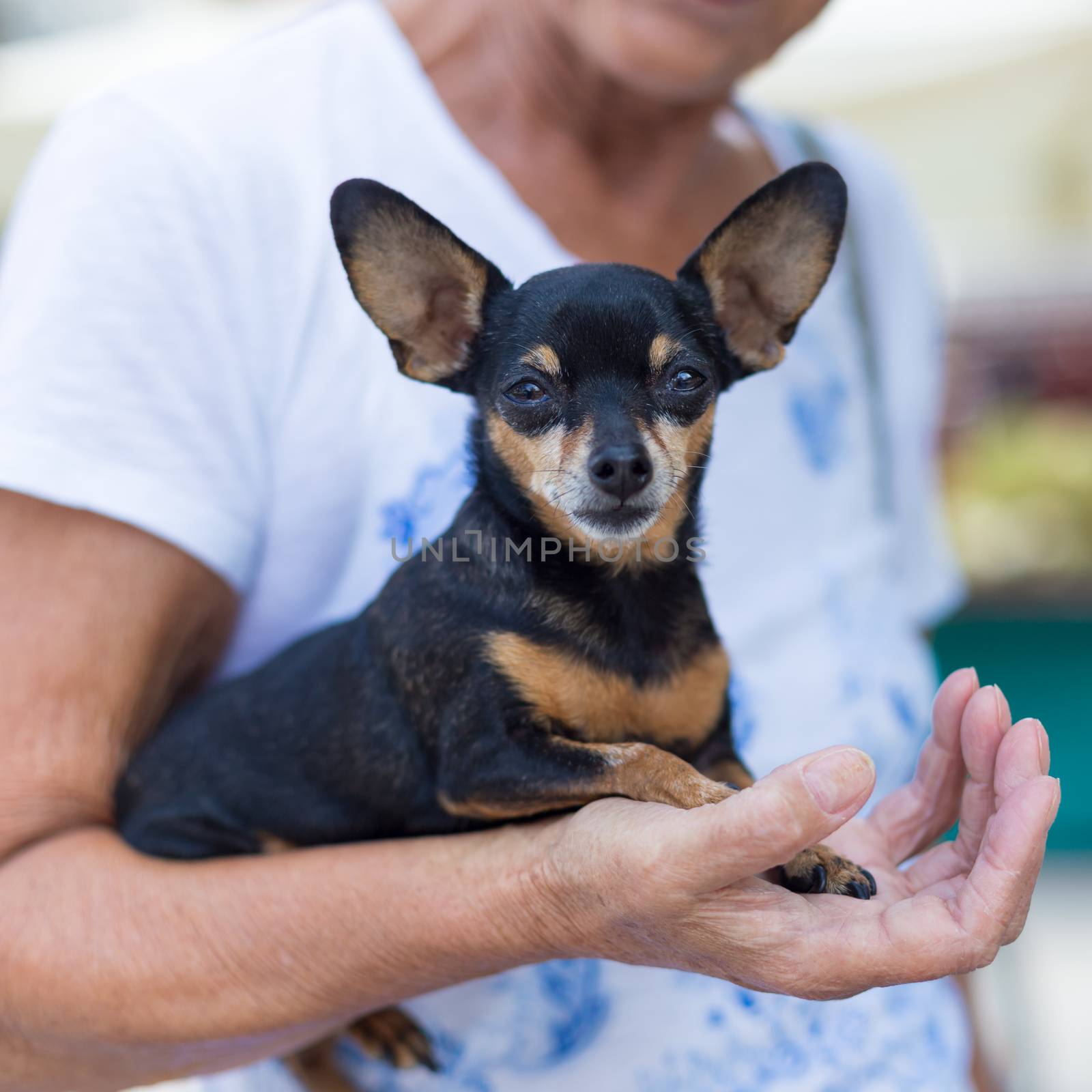 Miniature purebred pinscher dog in old lady lap.