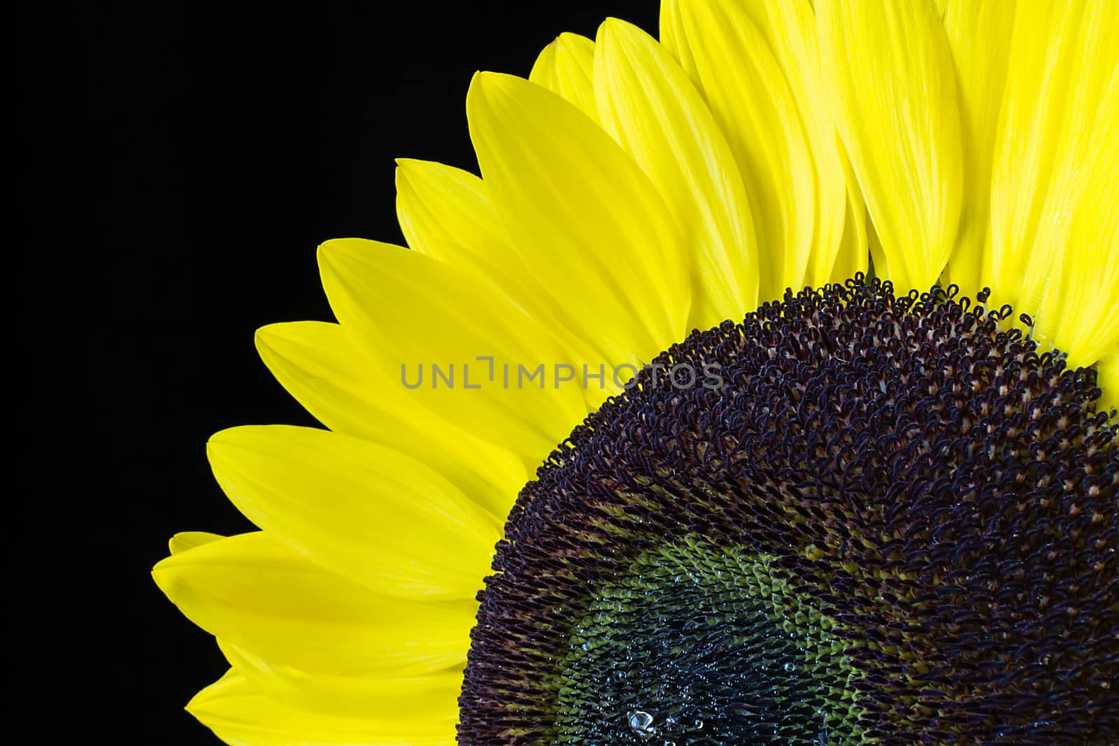 Closeup of a yellow sunflower isolated on a black background