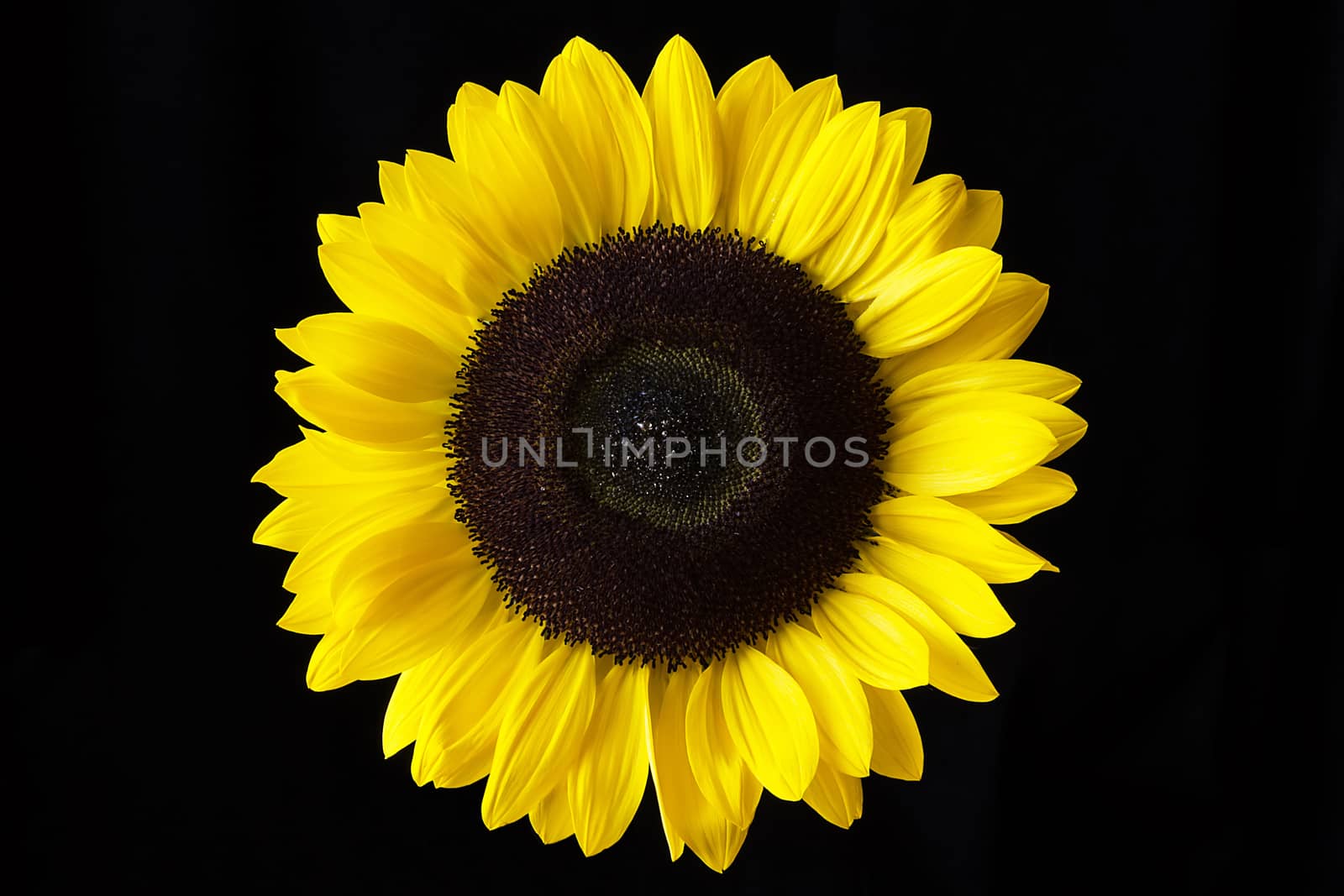 Closeup of a yellow sunflower isolated on a black background