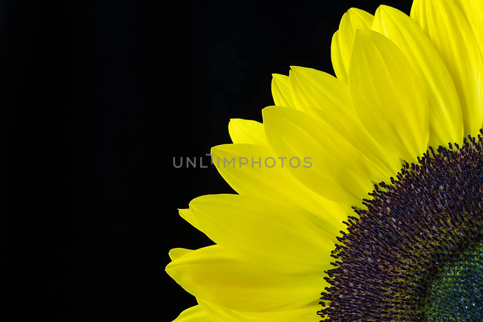 Closeup of a yellow sunflower isolated on a black background