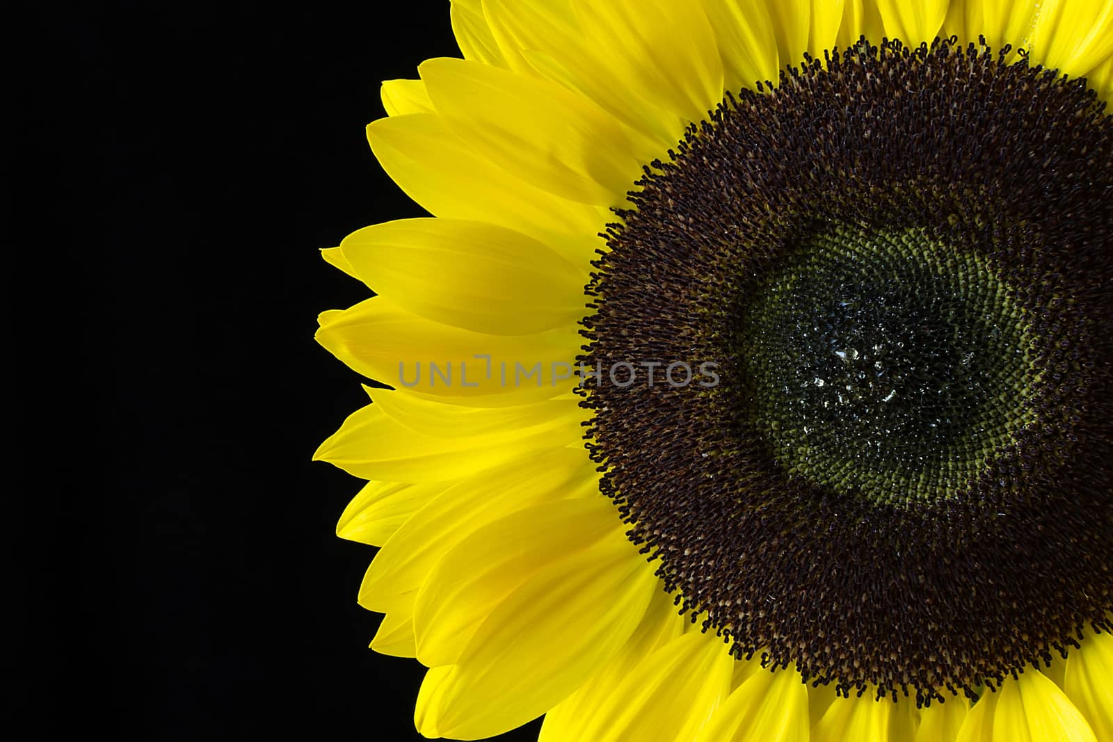 Closeup of a Yellow Sunflower Isolated on a Black Background by Victority