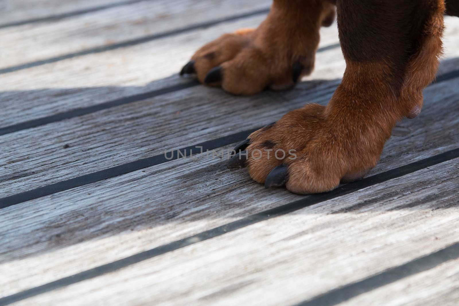 Paws of a big brown dog on the wooden floor