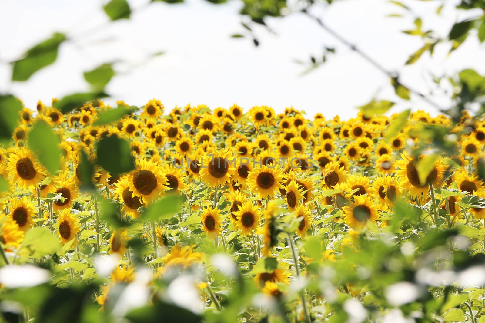 The field of sunflowers through a frame of trees branches