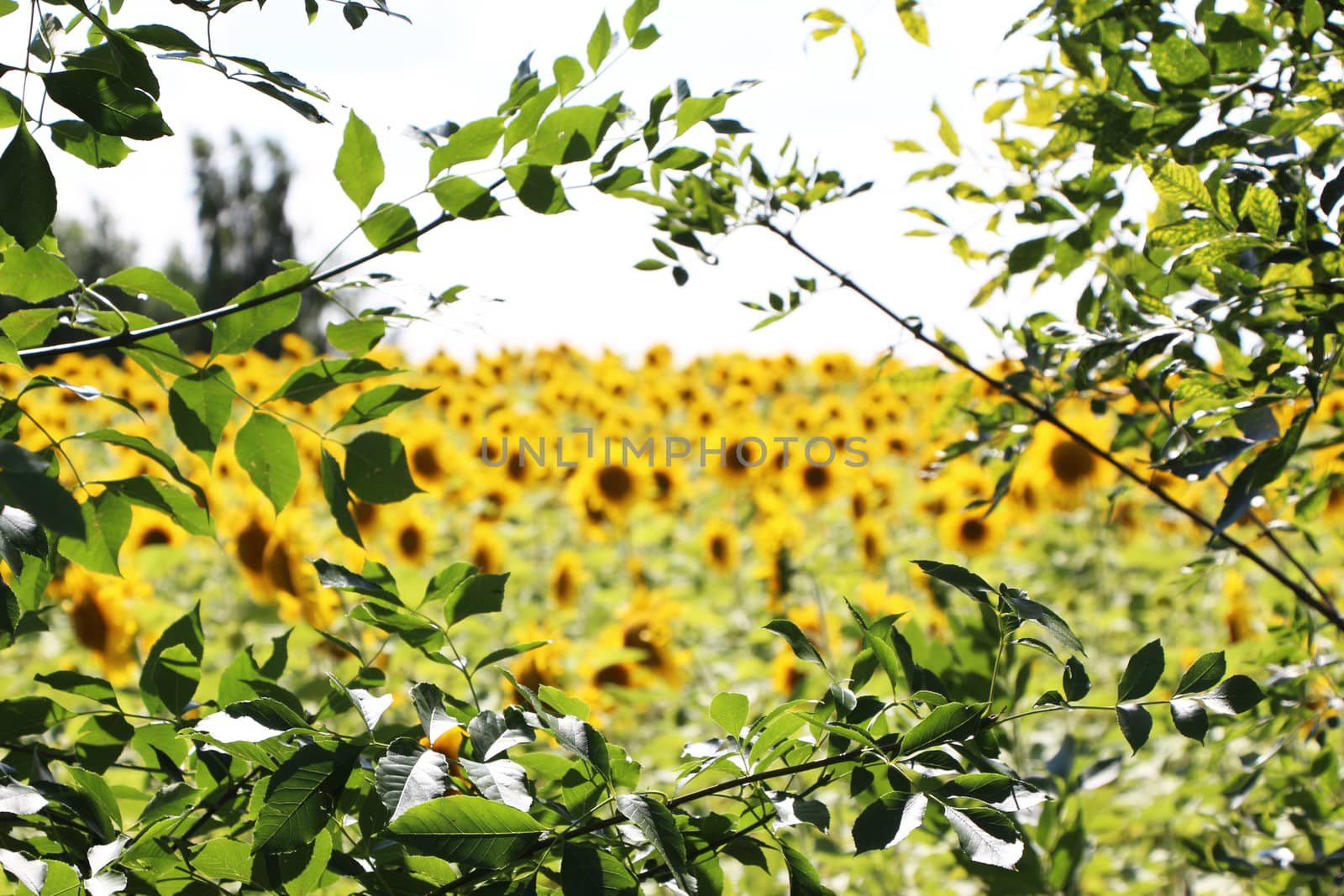 The blurry field of sunflowers through a frame of trees branches