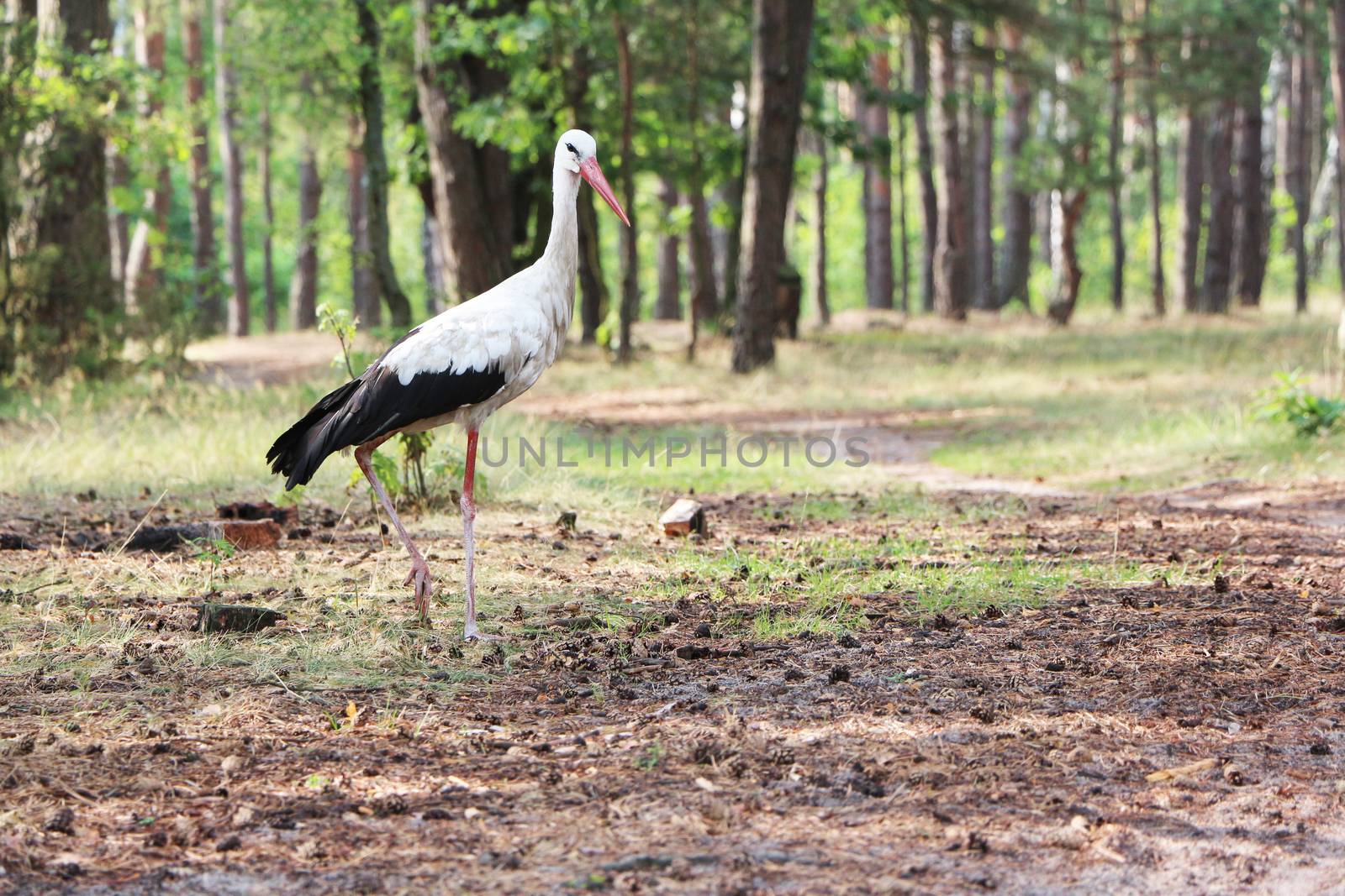 Stork in the forest by romvo