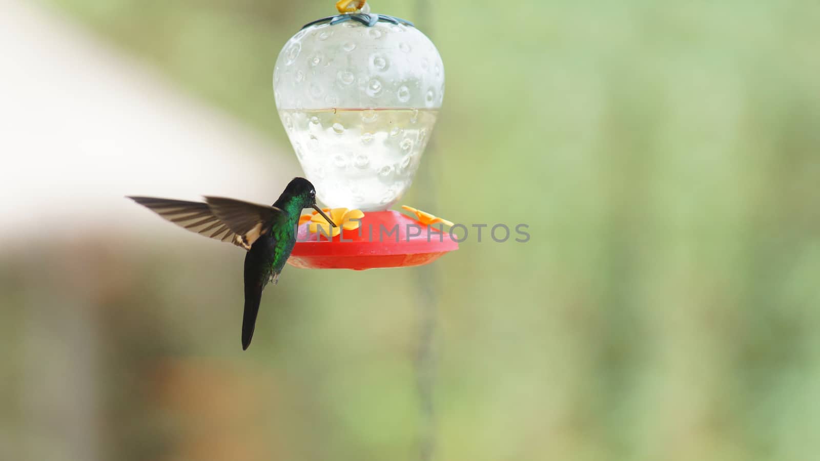 Hummingbird - Buff winged starfrontled (Coeligena lutetia) drinking water in plastic sprue in the reserve Yanacocha - Ecuador