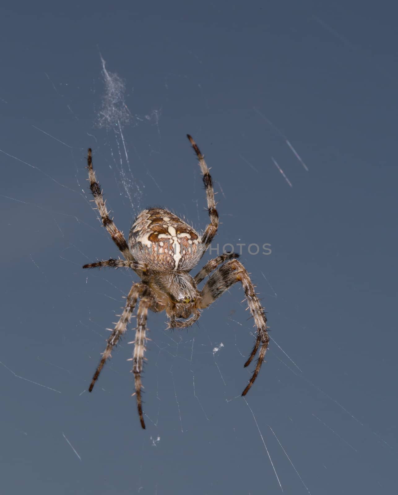 Detailed spider in the net with blue background