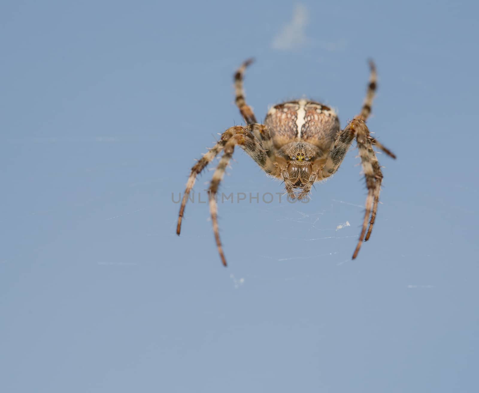 Detailed spider in the net with blue background