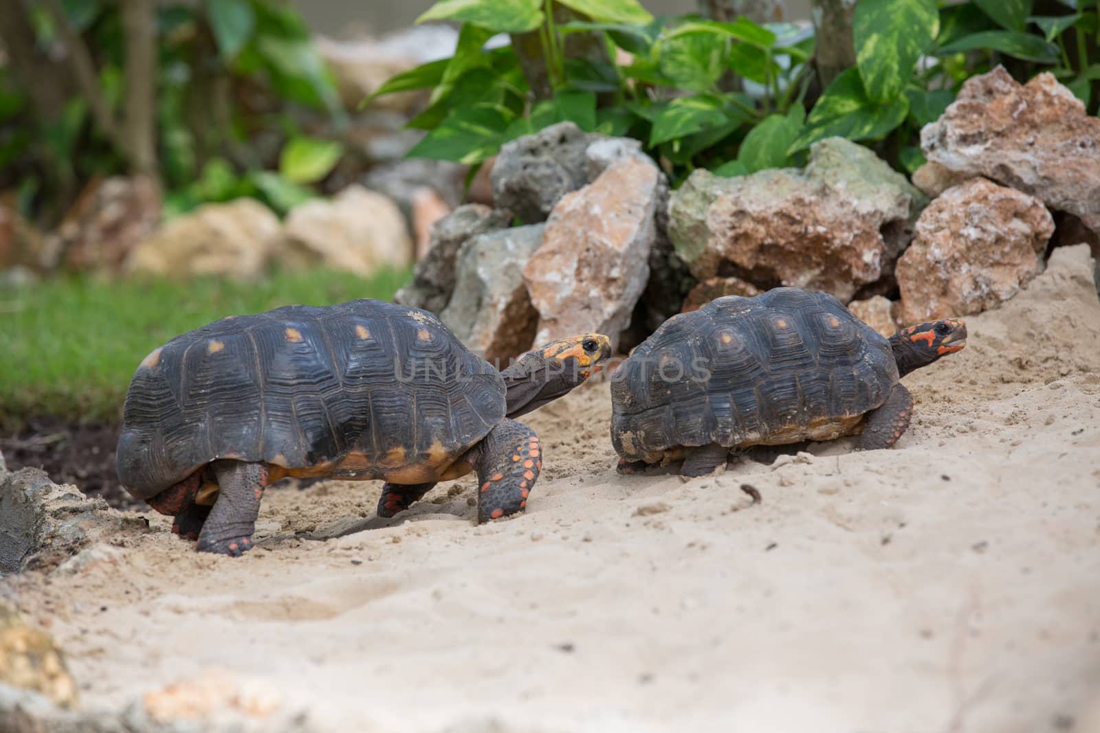 Turtle family is having race in the sand