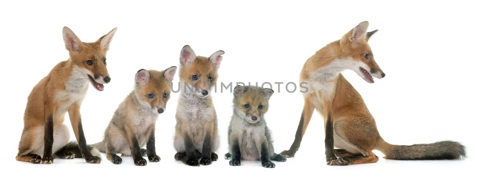 fox family in studio by cynoclub