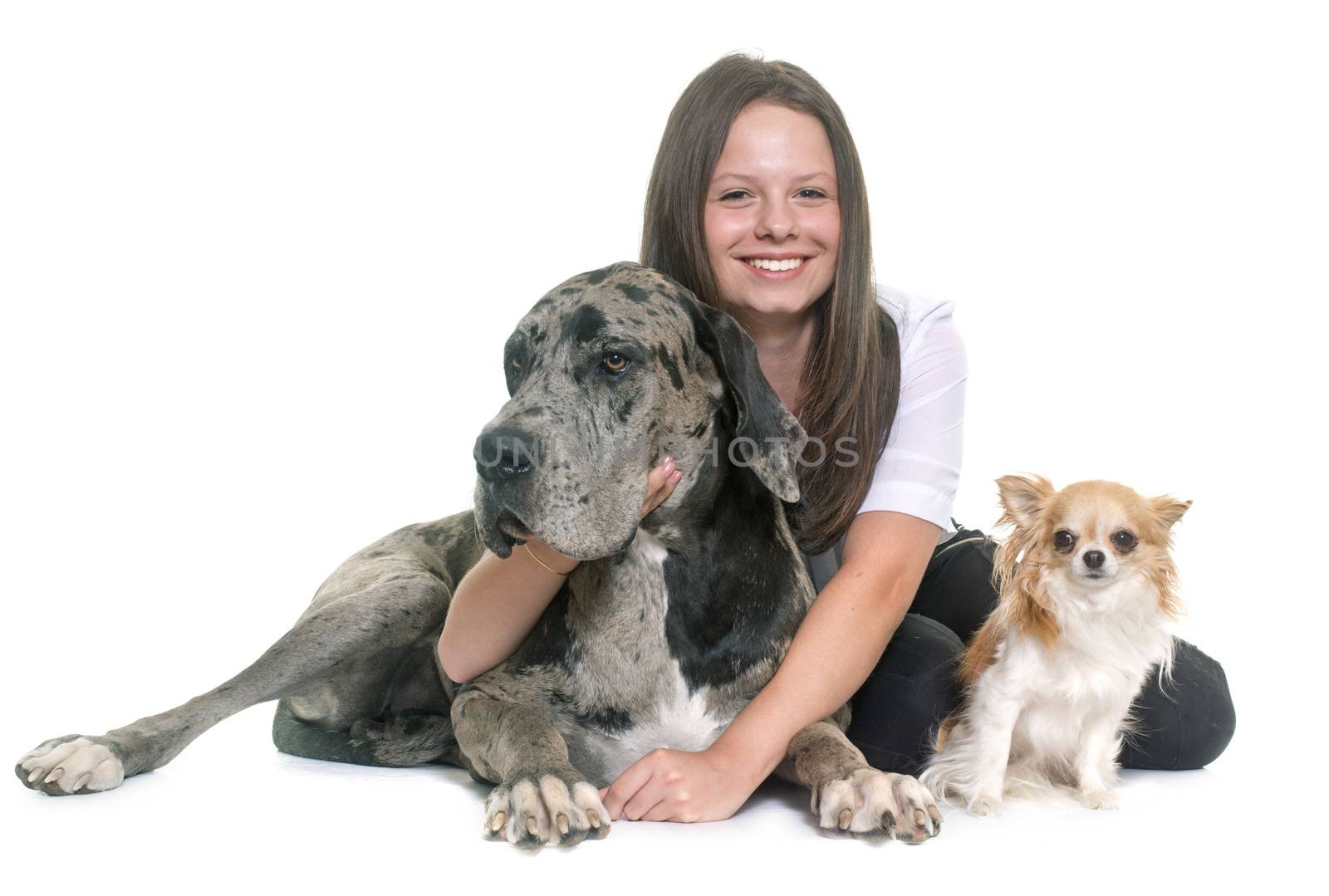 Great Dane, chihuahua and teenager by cynoclub