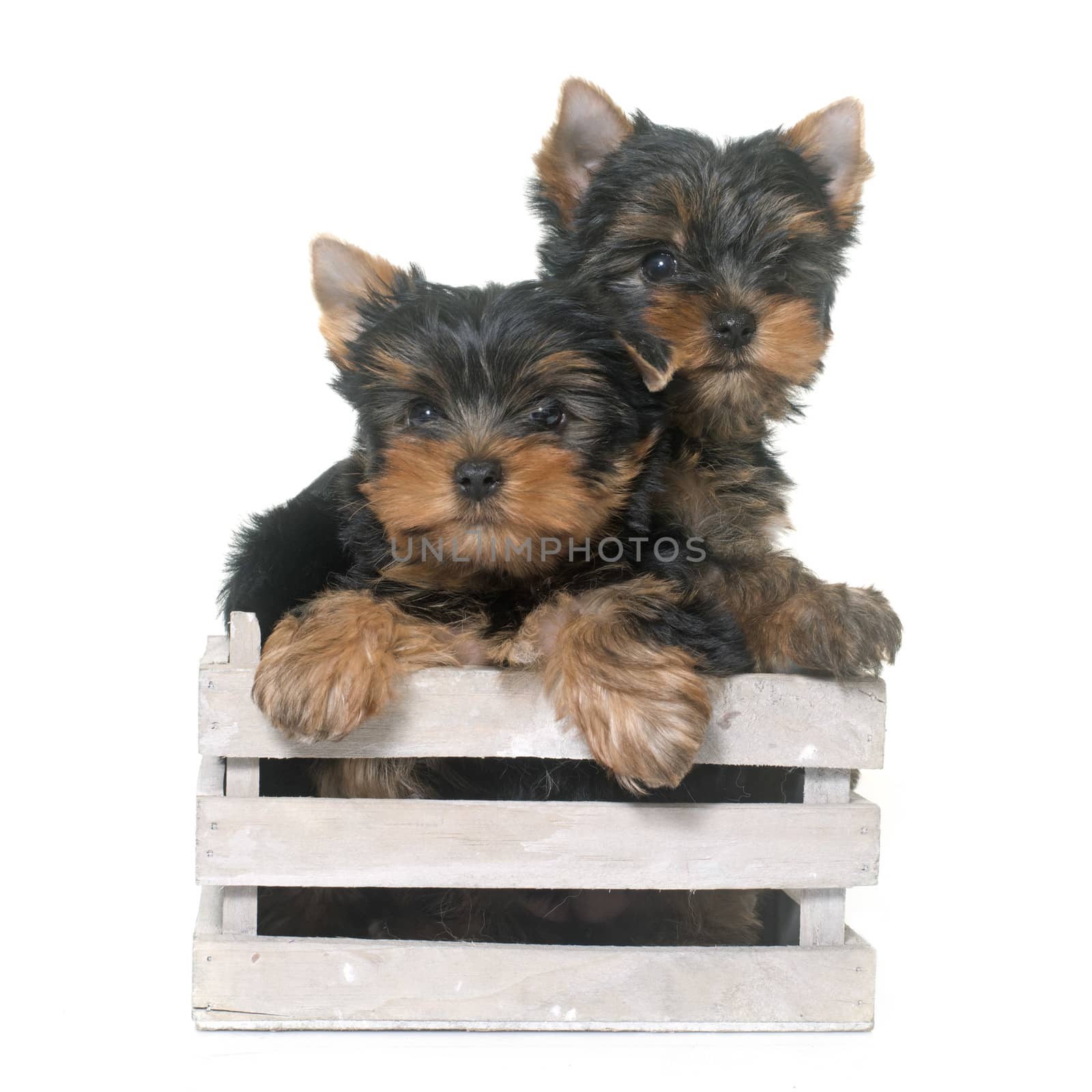 young yorkshire terrier in front of white background