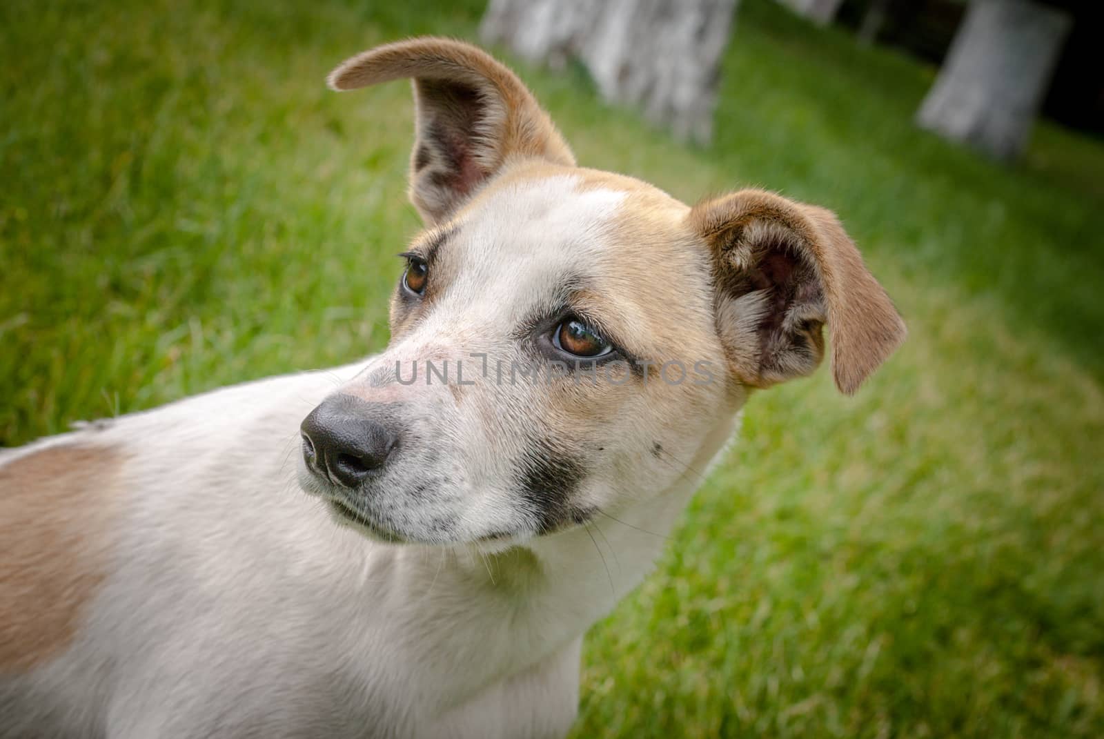 homeless dog with adorable face, cute puppy, anxiety in eyes by uvisni