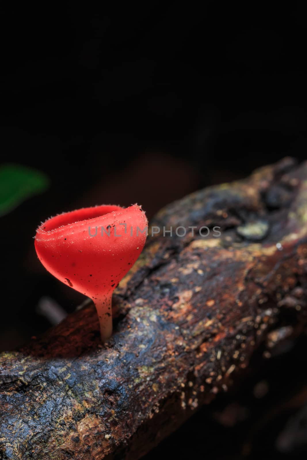 Champagne mushroom or Orange mushroom in rain forest, Saraburi Thailand.