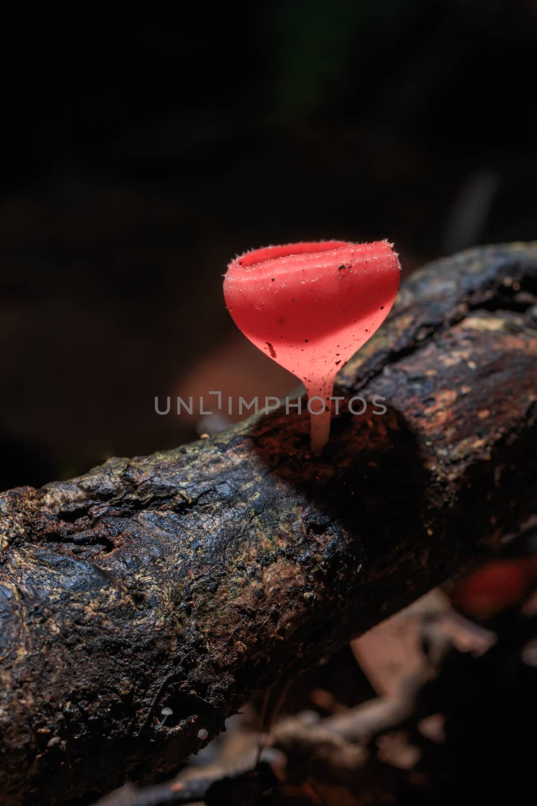 Champagne mushroom or Orange mushroom in rain forest, Saraburi Thailand.