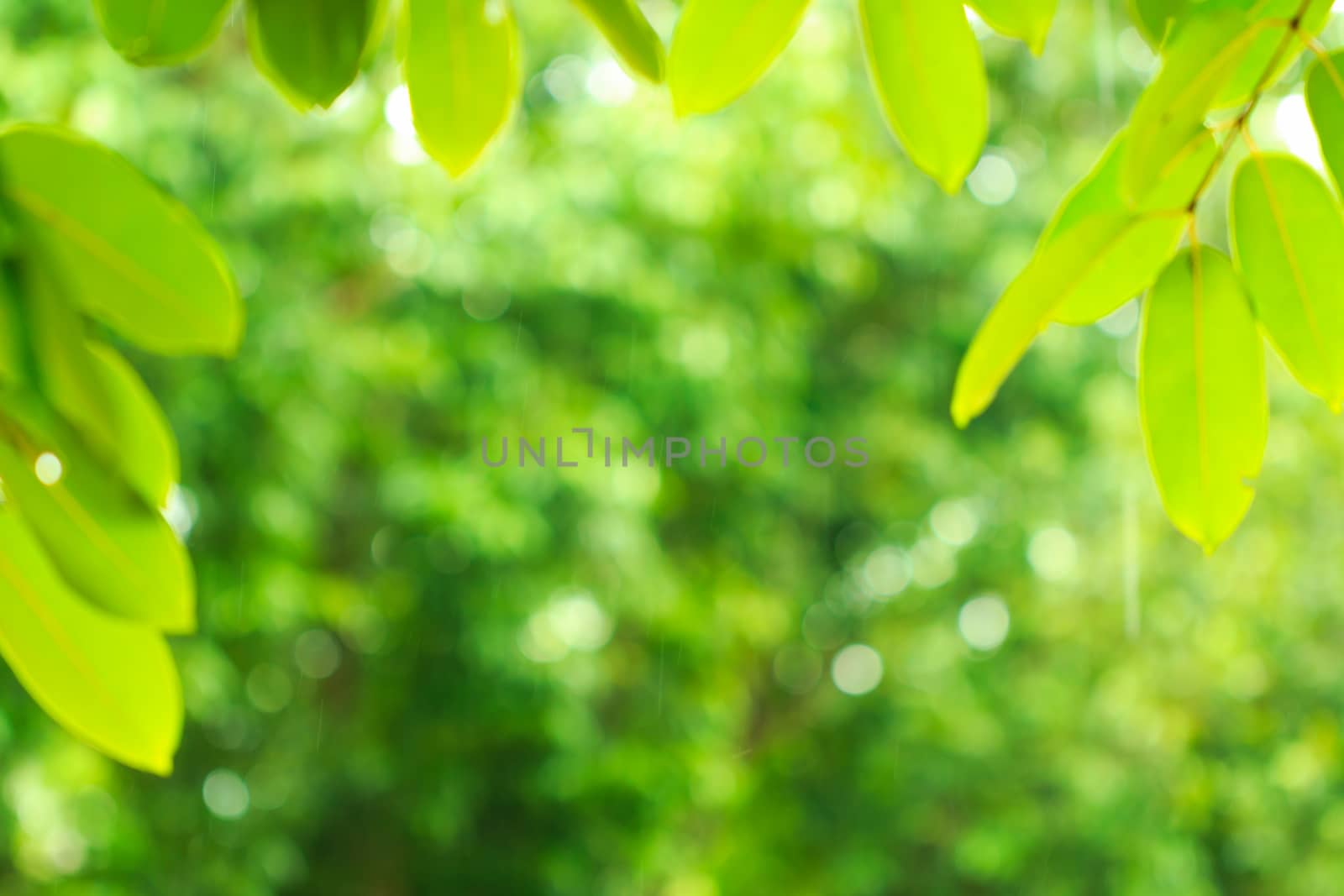 abstract blur of natural background