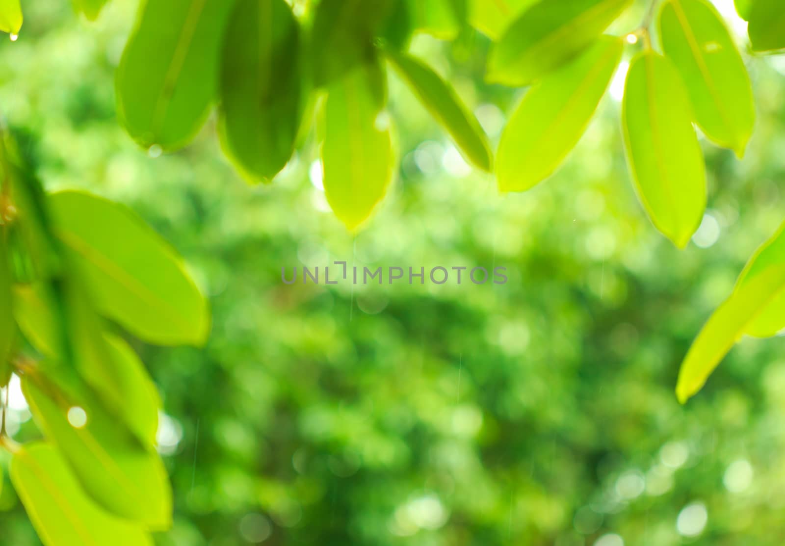 abstract blur of natural background